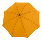 Curcuma